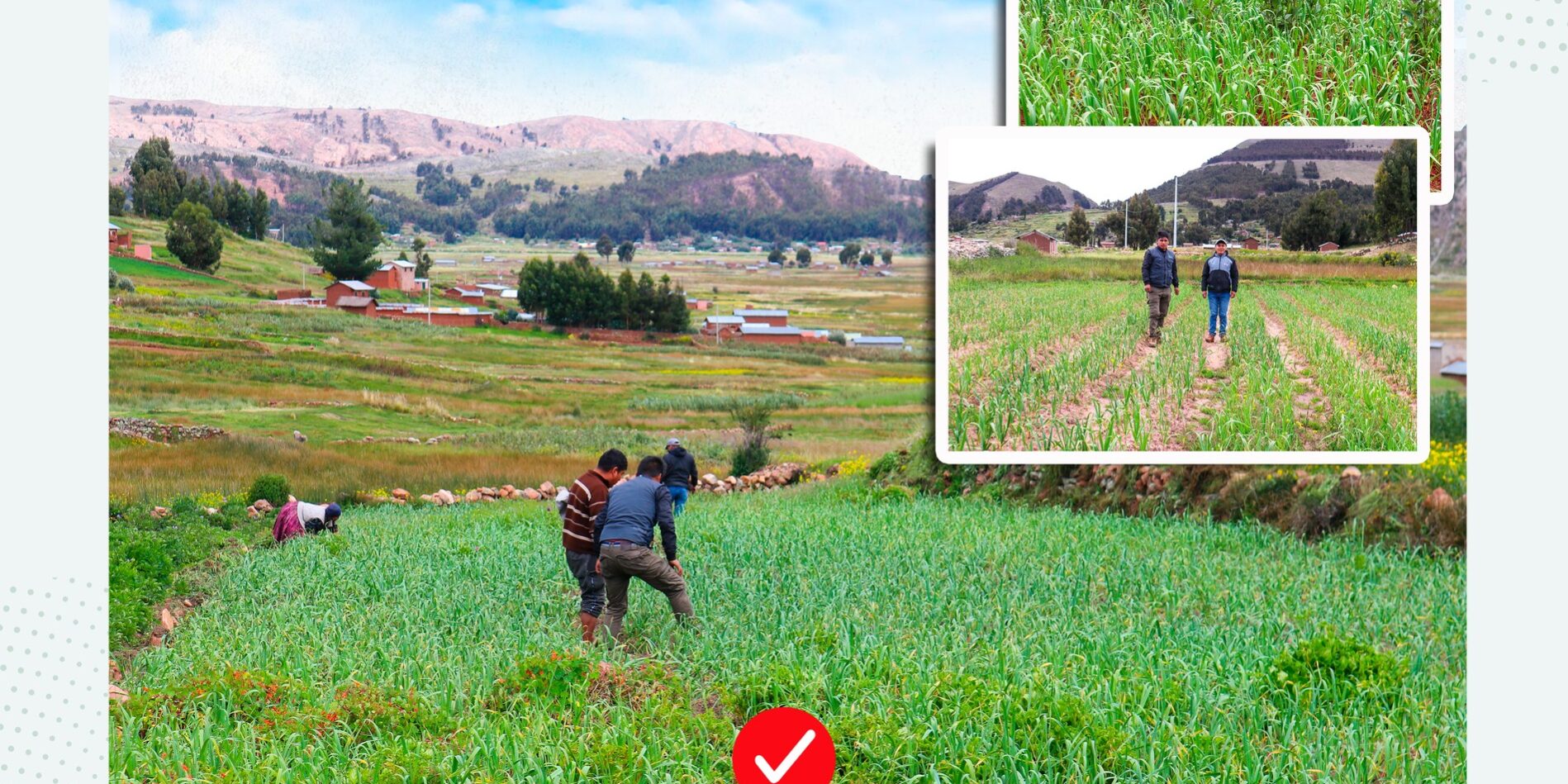 MUNICIPALIDAD PROVINCIAL DE MOHO PROMUEVE EL CULTIVO DE AJO