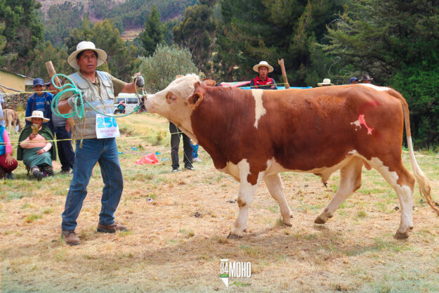 FINALIZÓ DE MANERA EXITOSA LA VII FERIA GANADERA AGROINDUSTRIAL, ARTESANAL, XIII FESTIVAL EXPO CUY Y V FESTIVAL DE LA ROSA MOHEÑA.
